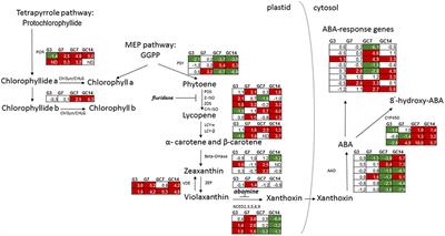 Interplay between Carotenoids, Abscisic Acid and Jasmonate Guides the Compatible Rice-Meloidogyne graminicola Interaction